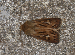 Gressmarkfly (Cerapteryx graminis)