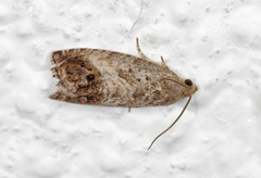 Eikeglansvikler (Cydia splendana)