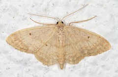 Randengmåler (Idaea biselata)