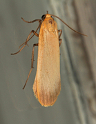 Barlavspinner (Eilema depressa)