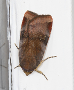 Fiolett båndfly (Noctua janthe)