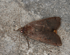 Hagebåndfly (Noctua pronuba)