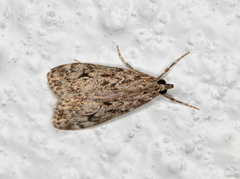 Barkmosemott (Eudonia truncicolella)