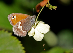 Engringvinge (Coenonympha pamphilus)