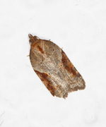 Buskflatvikler (Acleris laterana)