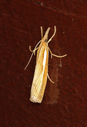 Okernebbmott (Agriphila tristella)