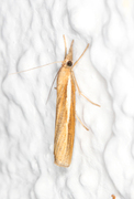 Okernebbmott (Agriphila tristella)