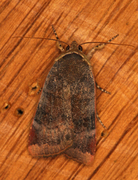 Fiolett båndfly (Noctua janthe)