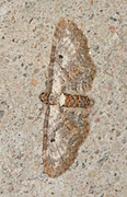 Burotdvergmåler (Eupithecia succenturiata)