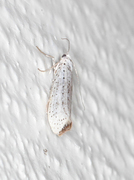 Heggspinnmøll (Yponomeuta evonymella)