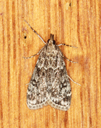 Barkmosemott (Eudonia truncicolella)