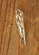 Klippenebbmott (Catoptria falsella)