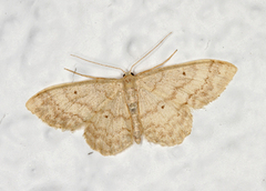 Randengmåler (Idaea biselata)