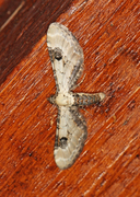 Hvit dvergmåler (Eupithecia centaureata)