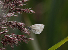 Rapssommerfugl (Pieris napi)