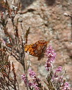 Sølvkåpe (Issoria lathonia)