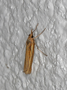 Okernebbmott (Agriphila tristella)