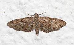 Augustdvergmåler (Eupithecia pusillata)