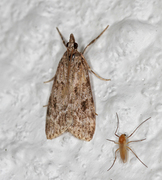 Junimosemott (Scoparia ambigualis)