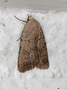 Lyst klippefly (Epipsilia grisescens)