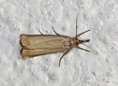 Årenebbmott (Chrysoteuchia culmella)