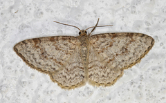 Grå kjerrmåler (Hydrelia sylvata)