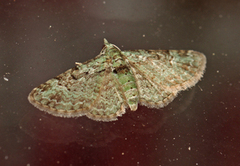 Epleblomstmåler (Pasiphila rectangulata)