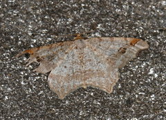 Grå buemåler (Macaria alternata)