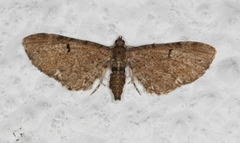 Humledvergmåler (Eupithecia assimilata)