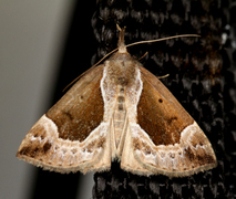 Blåbærnebbfly (Hypena crassalis)