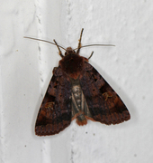 Rødfrynset teglfly (Diarsia brunnea)