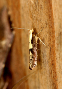 Rognebærmøll (Argyresthia conjugella)