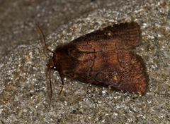 Skyggefly (Rusina ferruginea)