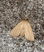 Halmgult gressfly (Mythimna pallens)