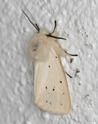 Punkttigerspinner (Spilosoma lubricipeda)