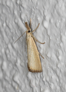 Blek nebbmott (Agriphila straminella)