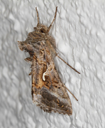 Gammafly (Autographa gamma)