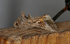 Gammafly (Autographa gamma)