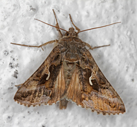 Gammafly (Autographa gamma)