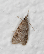 Junimosemott (Scoparia ambigualis)