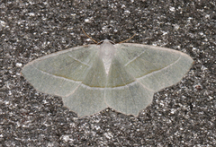 Løvskogmåler (Campaea margaritaria)