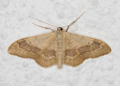 Vinkelengmåler (Idaea aversata)