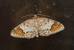 Almemåler (Venusia blomeri)