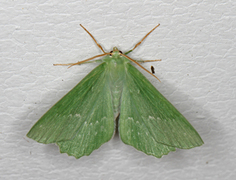 Kjempebladmåler (Geometra papilionaria)