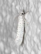 Heggspinnmøll (Yponomeuta evonymella)