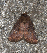 Skyggefly (Rusina ferruginea)