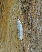 Heggspinnmøll (Yponomeuta evonymella)