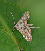 Flekkdammott (Elophila nymphaeata)