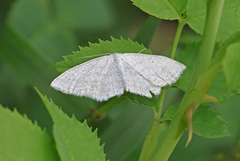 Blek urtemåler (Scopula floslactata)