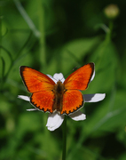 Oransjegullvinge (Lycaena virgaureae)